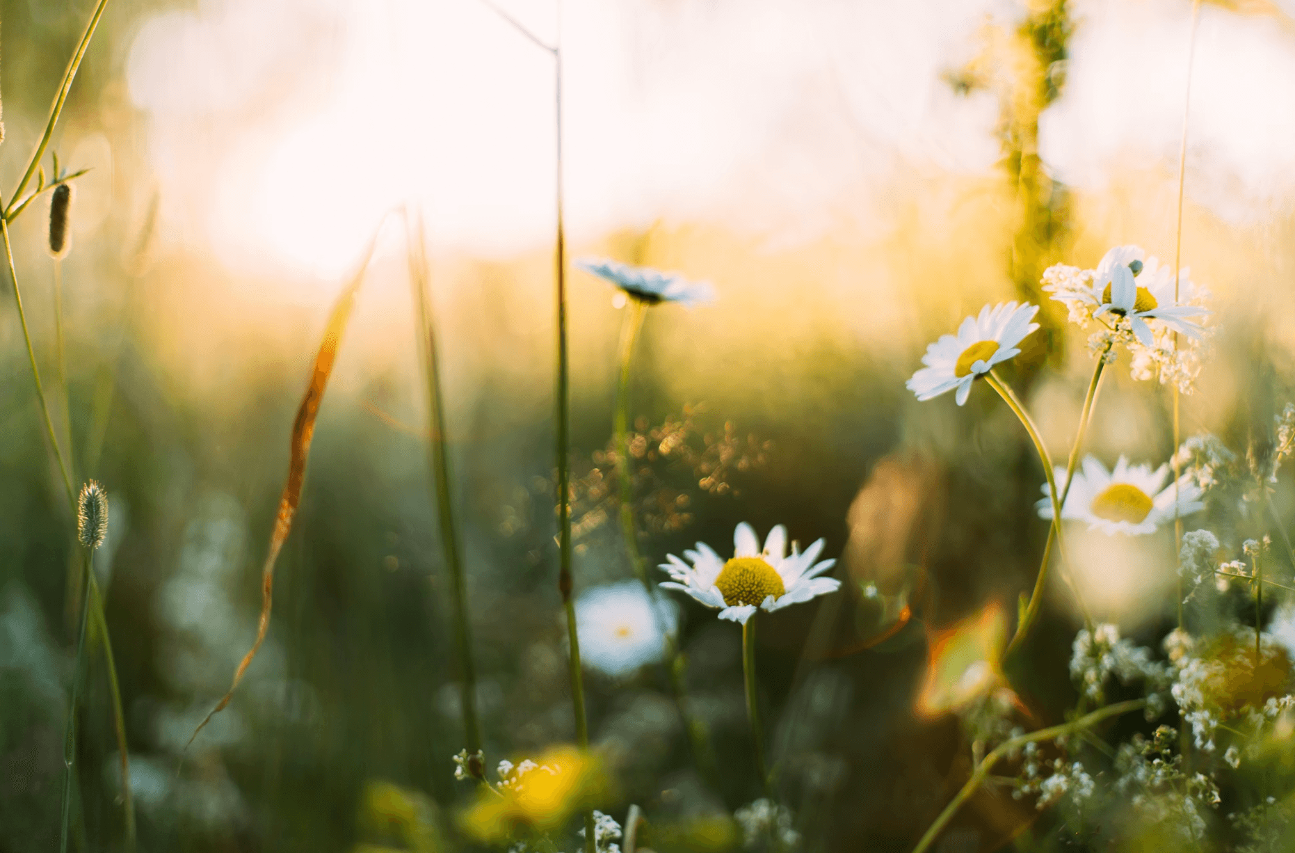 printemps - Coaching de changement : et si le printemps &eacute;tait la meilleure saison pour se r&eacute;inventer ?